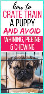 Crate Training A Puppy Whining Peeing Chewing Solved Puppy Training Crate Training Puppy Puppy Whining