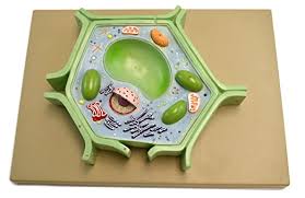 Cells are the basic structure and functional unit of all plant cells are easier to identify than animal cells because they have a cell wall made of cellulose. Amazon Com Eisco Labs Plant Cell Model On Base 11 5 X 10 X 2 Toys Games