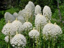 Image result for Xerophyta wentzeliana