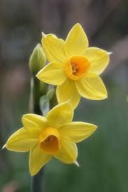 Highdown Gardens Worthing Dwarf Narcissi Carasposa Highdown Gardens Worthing Dwarf Narcissi In 2020 Fruhlingsgarten Schone Blumen Blumen Pflanzen
