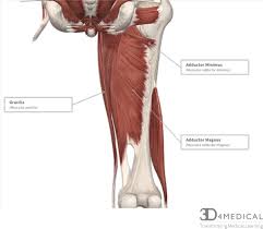 Muscles of back of hip an… category: Muscles Advanced Anatomy 2nd Ed