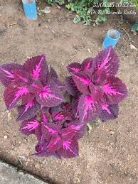 Image result for Coleus scutellarioides