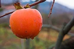 Image result for Diospyros truncatifolia