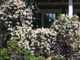 14 Blumen Die Den Garten Verzaubern Ohne Arbeit Zu Machen Cottage Garten Garten Und Pflegeleichter Garten