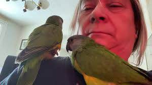 Precious Angels Aviary