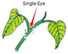 Image result for Digitaria gymnostachys