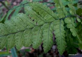 Image result for Triplophyllum