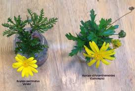 Image result for Euryops chrysanthemoides