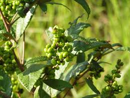 Image result for Searsia kirkii