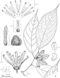 Image result for Leptonychia