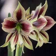 Amaryllis Bulb Plants Can Flower Year After Year Around Christmas If You Follow These Simple Care Tips Amaryllis Plant Christmas Plants Plants