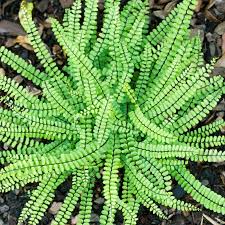 Image result for Asplenium musiraense