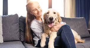 Best Dogs For First Time Owners