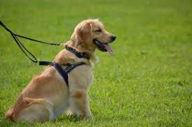 The ultimate guide to training your golden retriever puppy: Stages Of Dog Training Course Official Golden Retriever
