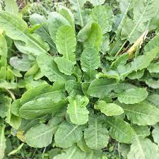 Image result for Rumex pulcher