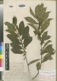 Image result for Oncinotis glabrata