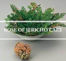 Yes, it is the selaginella lepidophylla plant, commonly known as the false rose of jericho plant. Rose Of Jericho Care How To Grow A Resurrection Plant Gardening Brain