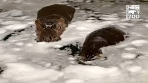 Introducing sapo, the pygmy hippo from whipsnade zoo, who takes his first dip in pool. Hippo Fiona Gets A Birthday Bubble Bath Cincinnati Zoo Youtube
