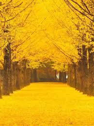 Sebelumnya pernah disebutkan ada satu festival cherry blossom uniknya, pohon ini sudah ada di korea sejak 1500 tahun lalu. Autumn Atau Musim Luruh Jom Pi Bercuti Dan Umrah Murah Facebook