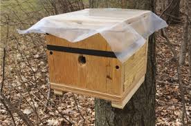 Most of the more common species prefer dry, dark cavities and nests can turn up in a variety of unexpected places. Putting Bumble Bees In A Box Might Help Scientists Study Their Nesting Ecology