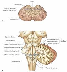 The brainstem is the stalklike portion of the brain that joins higher brain centers to the spinal cord. Potongan Posterior