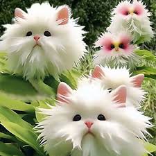 Rare Dracula Simia Cat Face Orchid Seed ...