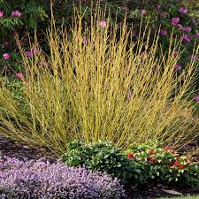 The red twig dogwood is an ornamental plant that is used commonly in hedges and rock gardens. Budd S Yellow Twig Dogwood Shrubs At Spring Hill Nurseries
