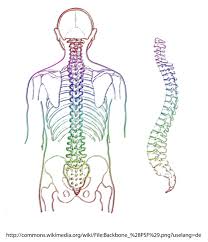 The cervical spine, the thoracic spine, the lumbar spine, the sacrum, and the coccyx. Spine Skeleton Eddy Vertebrae Medical Free Image From Needpix Com