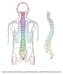 Glial derives from the greek word for glue. vertebrates, animals with backbones and spinal columns, have central and peripheral nervous systems. Spine Skeleton Eddy Vertebrae Medical Free Image From Needpix Com