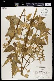 Image result for Afrosciadium rhodesicum