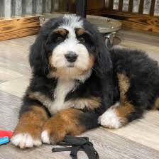 Brushing more frequent during those times will help maintain a healthy coat. Little Fur Friends Home