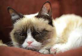 Cats are always known for their smart minds, and they especially attracted us by there cuteness. Grumpy Cat Gifs Get The Best Gif On Giphy
