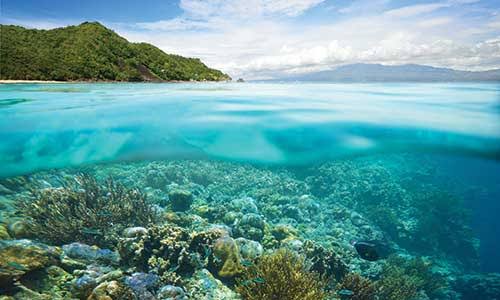 Marine Life