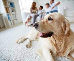Sneaking pets in usually backfires and you could either get evicted or have to give someone up. Should You Sneak A Pet Into Your Rental Home