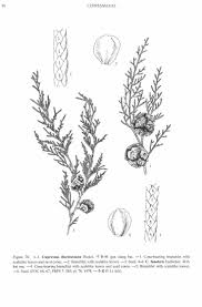 Image result for Cupressus funebris