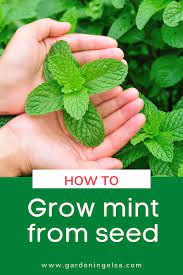 Grow Mint From Seed Growing Mint Growing Mint Indoors Mint Plants