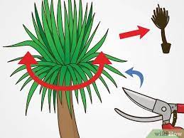 Check spelling or type a new query. 3 Ways To Prune Yucca Plants Wikihow