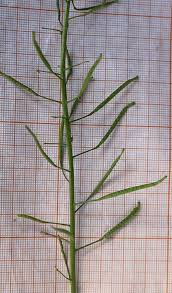 Image result for Diplocyclos tenuis