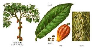 Epingle Par Sandrine Lekenne Sur Cacao Arbre A Chocolat Vacances Printemps Chocolat