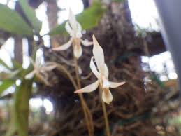 Image result for Aerangis collum-cygni