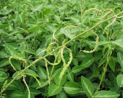 Image result for Desmodium