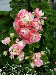 Plantfiles Pictures Fish Geranium Horseshoe Geranium Zonal Geranium Appleblossom Rosebud Pelargonium X Hortorum By Dawn Geraniums Geranium Plant Flowers