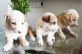 It is a highly popular dog breed across the world, known to be a great companion and a capable working dog. Labrador Mongrel Mix Puppies For Free Adoption In Ravet Pune Mh Pets Available For Adoption Epets