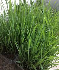 Watch this wheatgrass growing video to see how easy it is at home. How To Grow Wheatgrass At Home Urban Gardening Mom