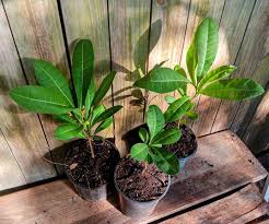 Image result for Garcinia livingstonei