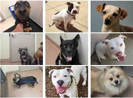 Maybe you would like to learn more about one of these? Two Dozen Dogs In San Diego County Remain Unclaimed After July 4th Fireworks Kpbs