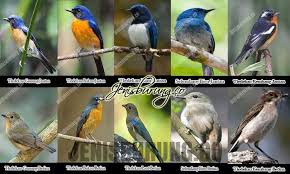 Burung kemade merupakan burung kecil yang banyak kita jumpai di sekitar rumah. Ciri Burung Flamboyan Jantan Sikatan Rimba Dada Coklat Srdc Rhinomyias Olivacea Tips Dan Bisnis Seputar Burung Home Burung Sirtu Ciri Burung Jantan Betina Ciri Ciri Burung Sirtu Jantan Dan Betina