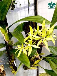 Coelogyne Pandurata In 2020 Orchideen Garten Orchideen Pflanzenblatter