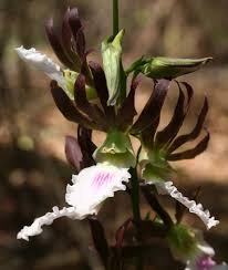 Image result for Eulophia guineensis