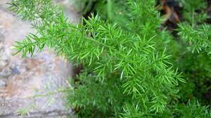Asparagus Fern Asparagus Densiflorus Sprengeri Asparagus Fern Herbs Shrubs